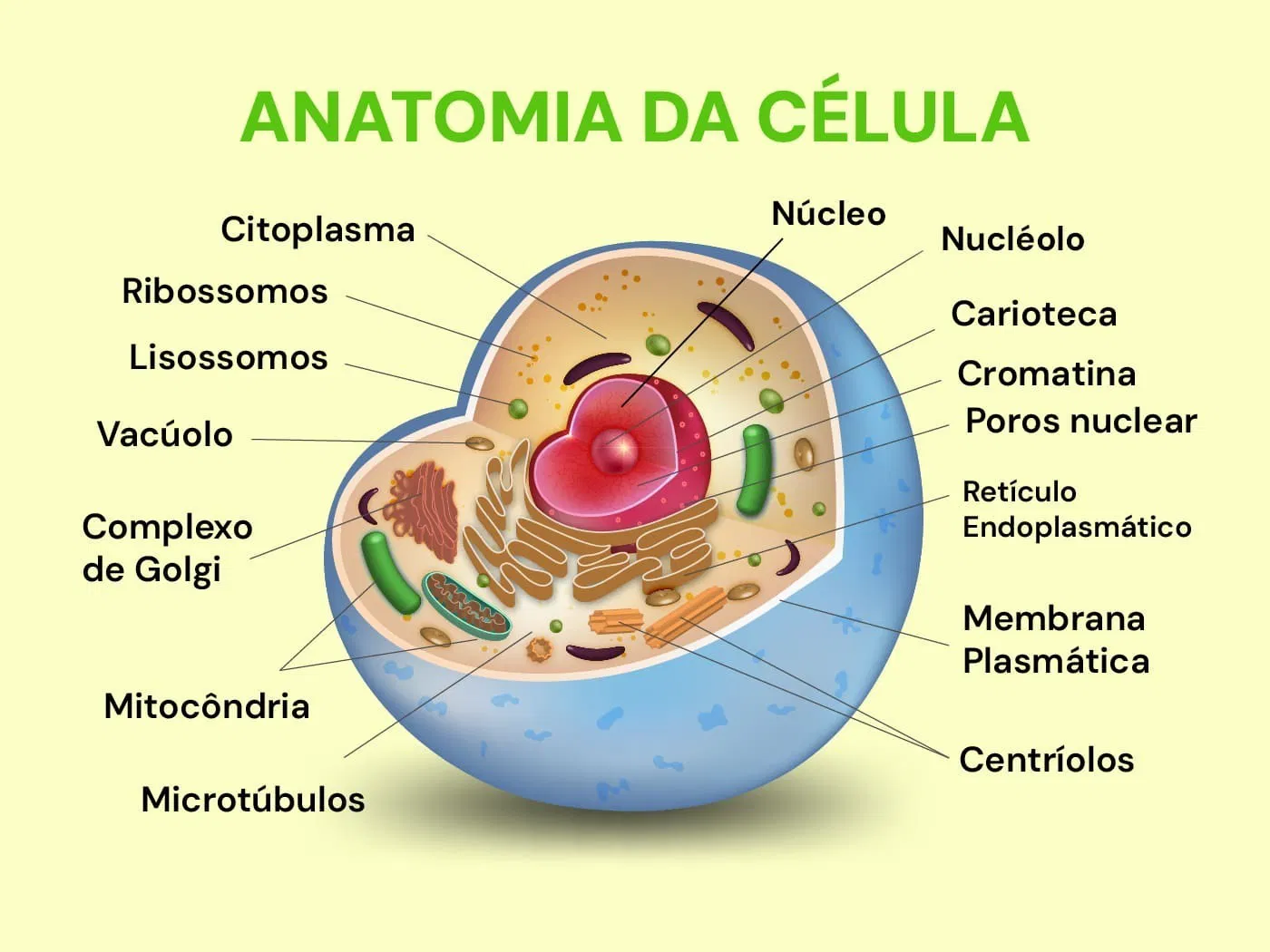 Célula eucarionte animal